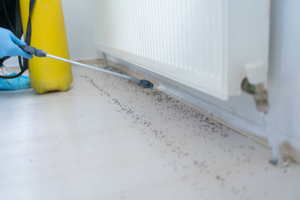 Flea Control Services in Kewanee, IL